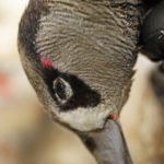 AUSTRALIA DUCK HUNTING SITES