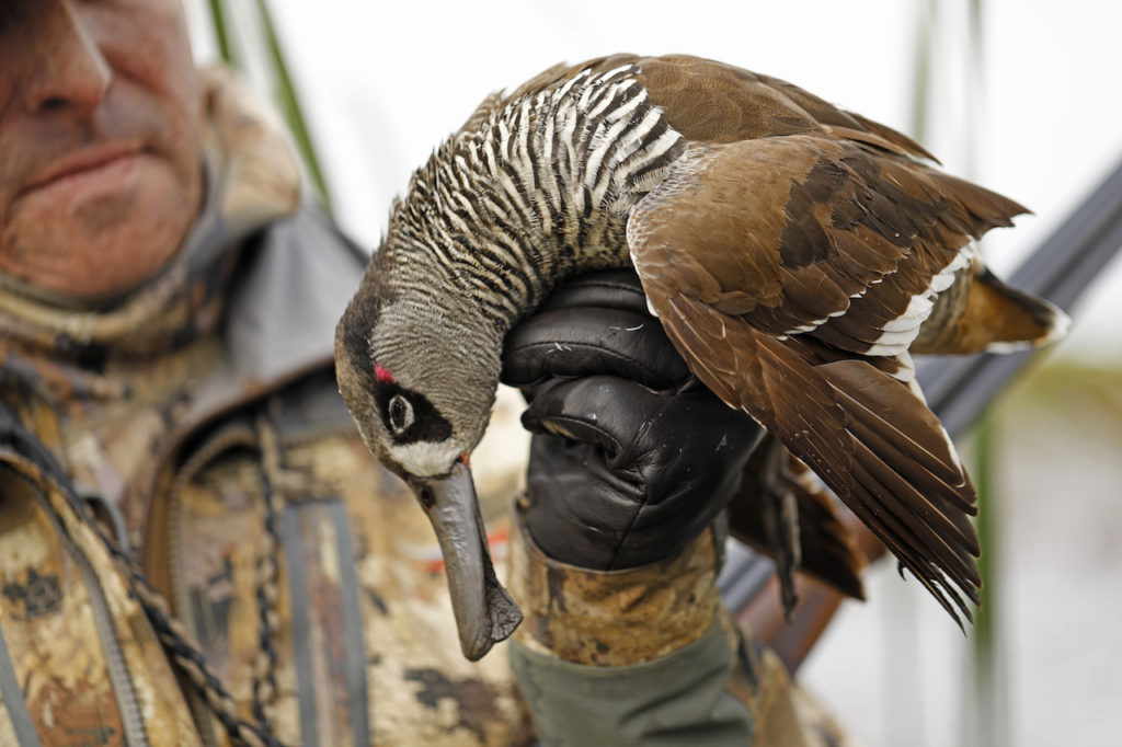 AUSTRALIA DUCK HUNTING