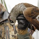 AUSTRALIA DUCK HUNTING GUIDES