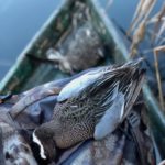 Getducks.com GARGANEY DUCK HUNTING