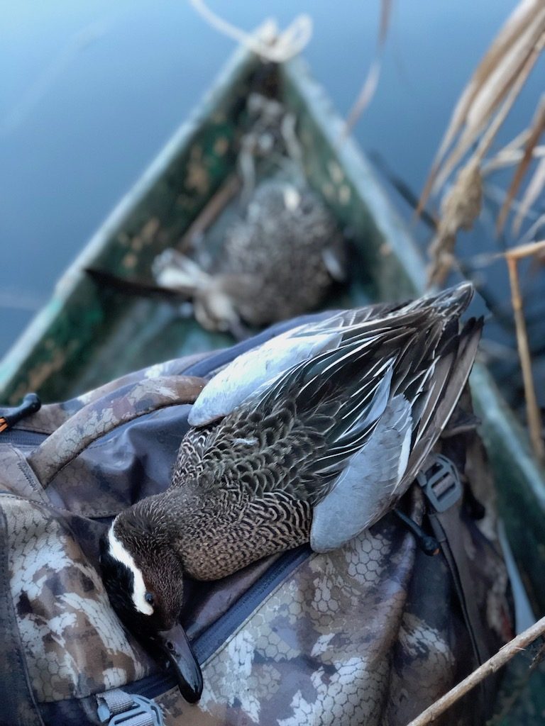 Getducks.com GARGANEY DUCK HUNTING