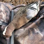 Getducks.com AZERBAIJAN DUCK HUNTING
