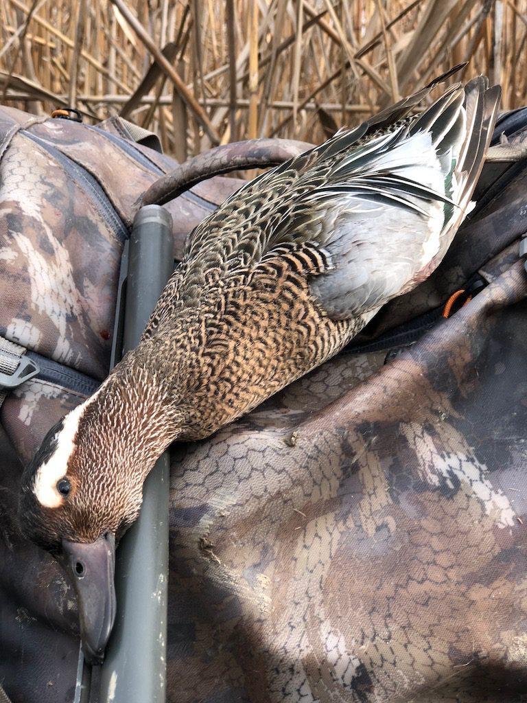 Getducks.com AZERBAIJAN DUCK HUNTING