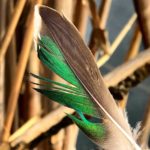 Getducks.com AZERBAIJAN DUCK HUNTING