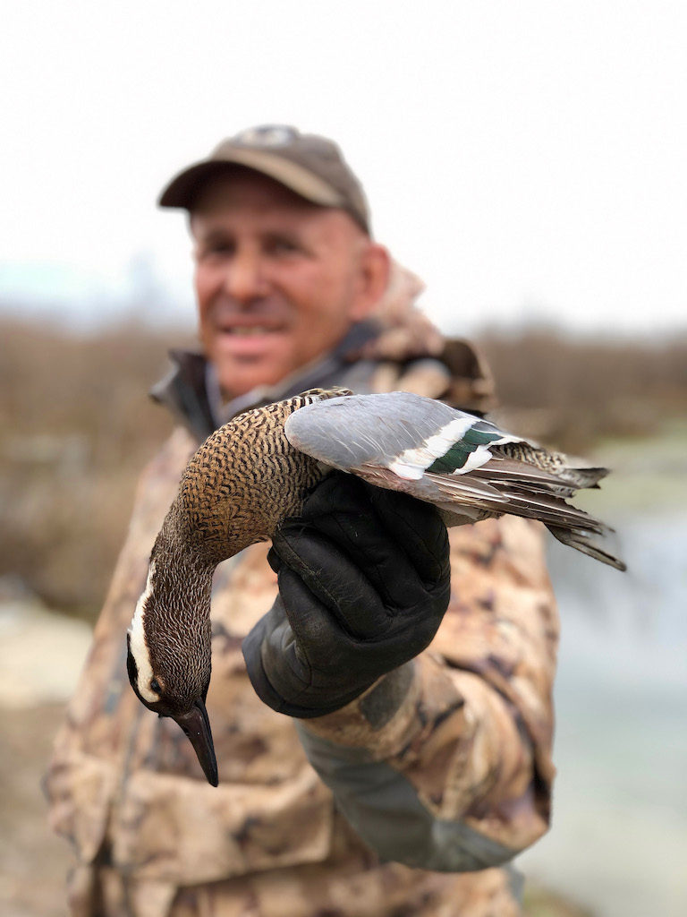 garganey duck azerbaijan