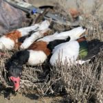 Getducks.com AZERBAIJAN DUCK HUNTING