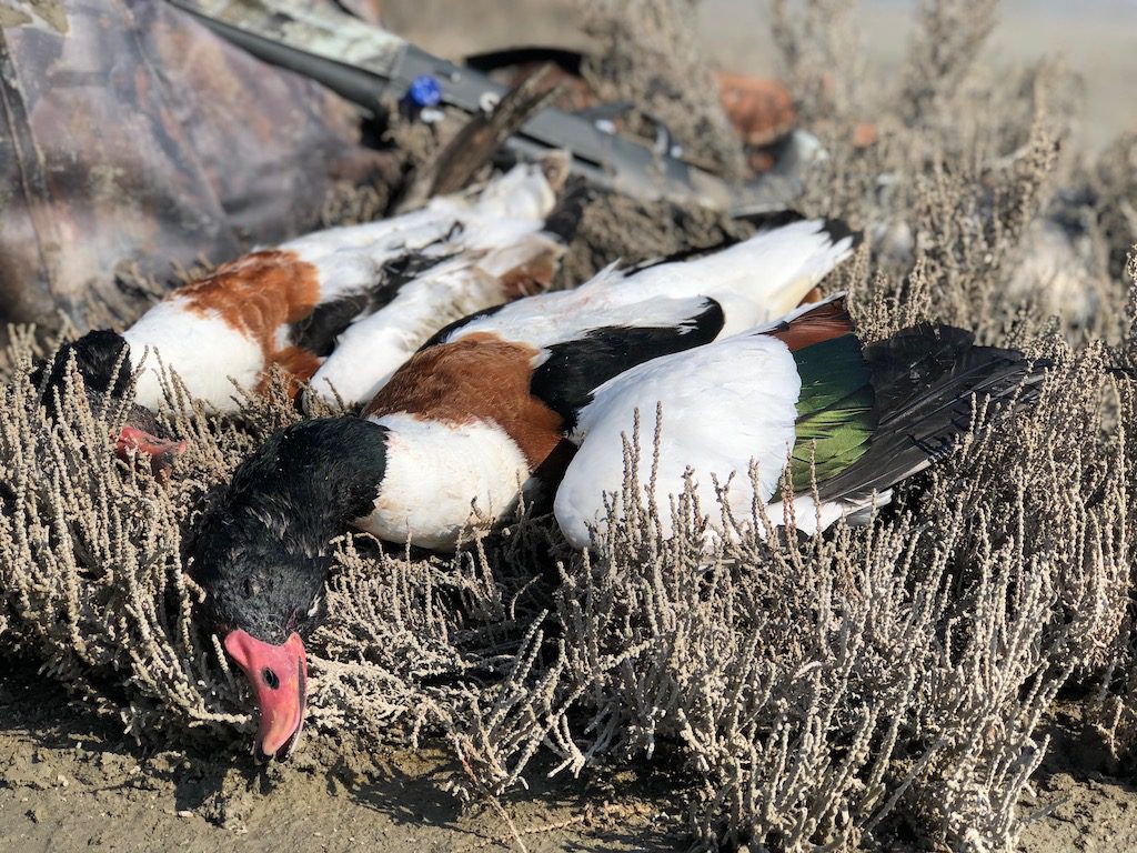 Getducks.com AZERBAIJAN DUCK HUNTING