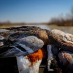Getducks.com AZERBAIJAN DUCK HUNTING