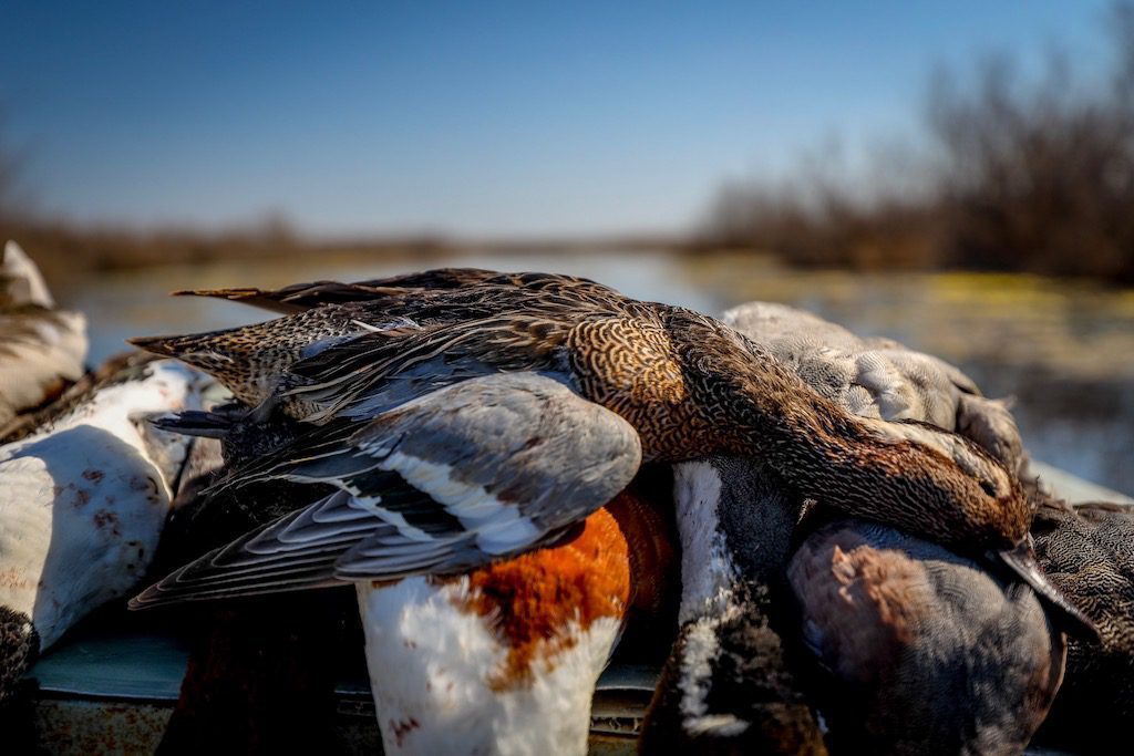 Getducks.com AZERBAIJAN DUCK HUNTING