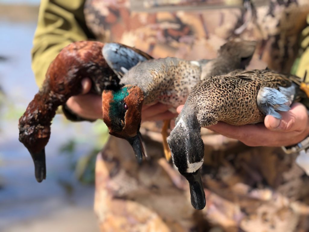 MEXICO DUCK HUNTS