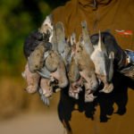 Getducks.com RIO SALADO ARGENTINA DUCK HUNT