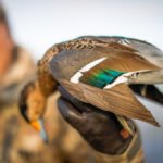 RIO SALADO ARGENTINA DUCK HUNTING PHOTOS