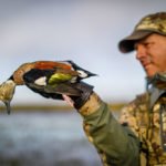 ringed teal