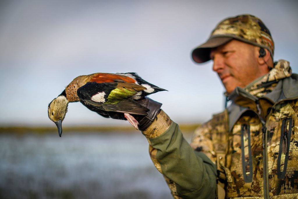 ringed teal