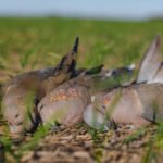 Getducks.com RIO SALADO ARGENTINA DUCK HUNT