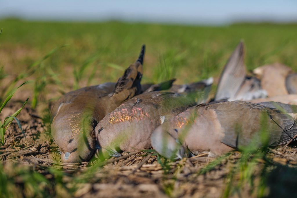 Getducks.com RIO SALADO ARGENTINA DUCK HUNT