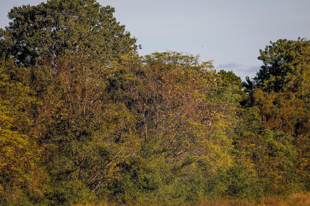 Getducks.com RIO SALADO ARGENTINA DUCK HUNT