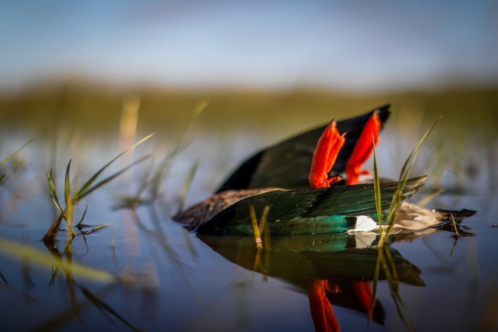 Getducks.com RIO SALADO ARGENTINA DUCK HUNT