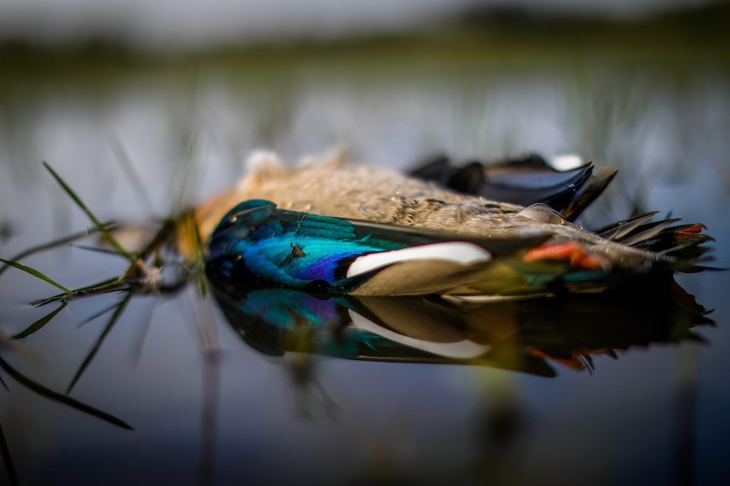 Getducks.com RIO SALADO ARGENTINA DUCK HUNT