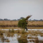 Getducks.com RIO SALADO ARGENTINA DUCK HUNT