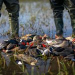 Getducks.com RIO SALADO ARGENTINA DUCK HUNT