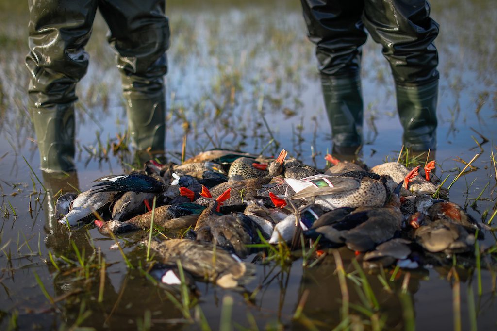 Getducks.com RIO SALADO ARGENTINA DUCK HUNT