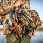 Getducks.com RIO SALADO ARGENTINA DUCK HUNT