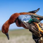 Getducks.com RIO SALADO ARGENTINA DUCK HUNT