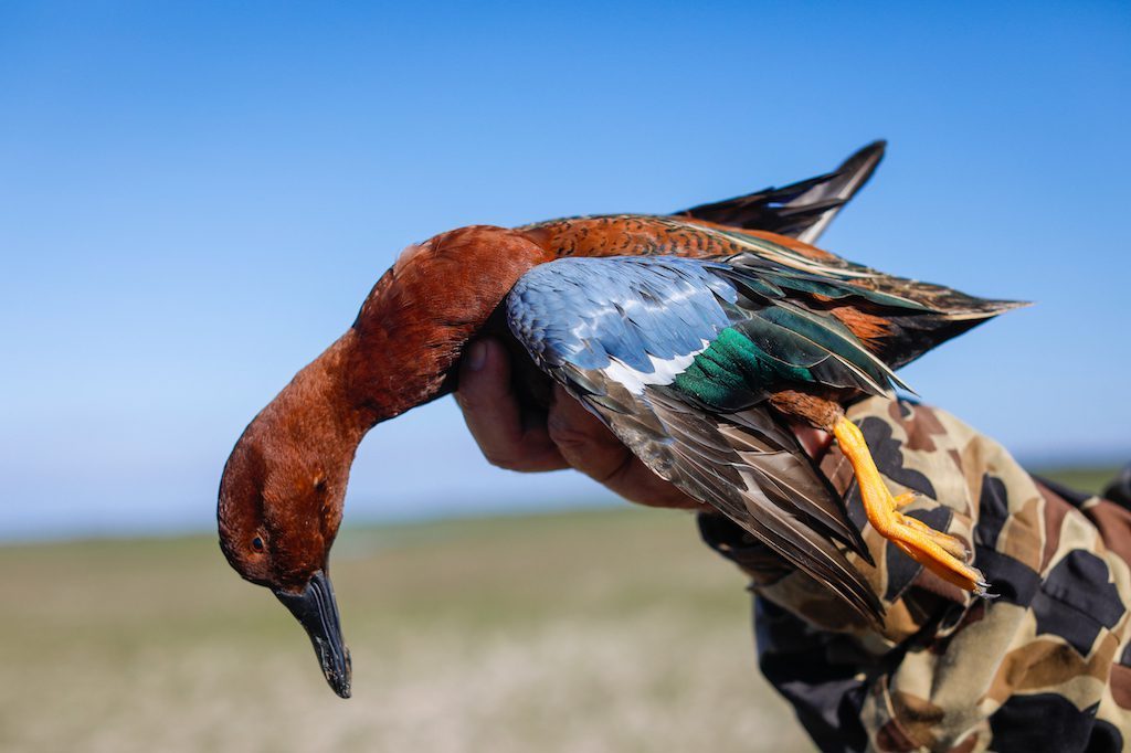 Getducks.com RIO SALADO ARGENTINA DUCK HUNT