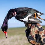 Getducks.com RIO SALADO ARGENTINA DUCK HUNT
