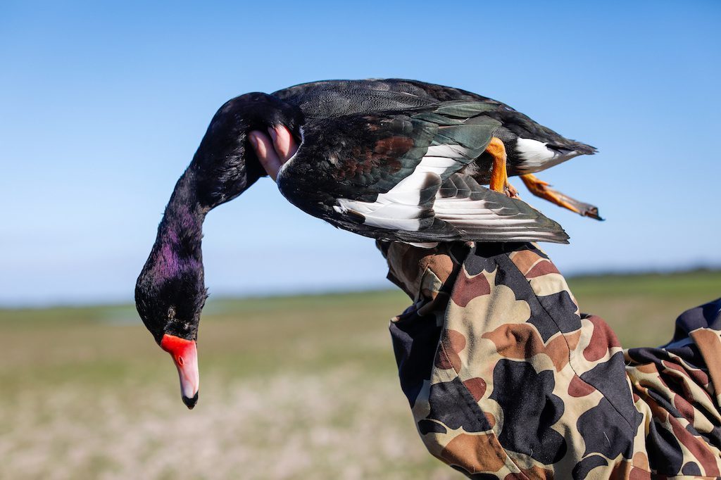 Getducks.com RIO SALADO ARGENTINA DUCK HUNT