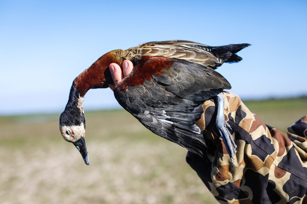 Getducks.com RIO SALADO ARGENTINA DUCK HUNT