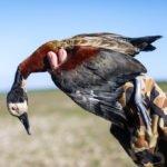 Getducks.com RIO SALADO ARGENTINA DUCK HUNT