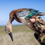 Getducks.com RIO SALADO ARGENTINA DUCK HUNT