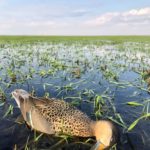Getducks.com RIO SALADO ARGENTINA DUCK HUNT