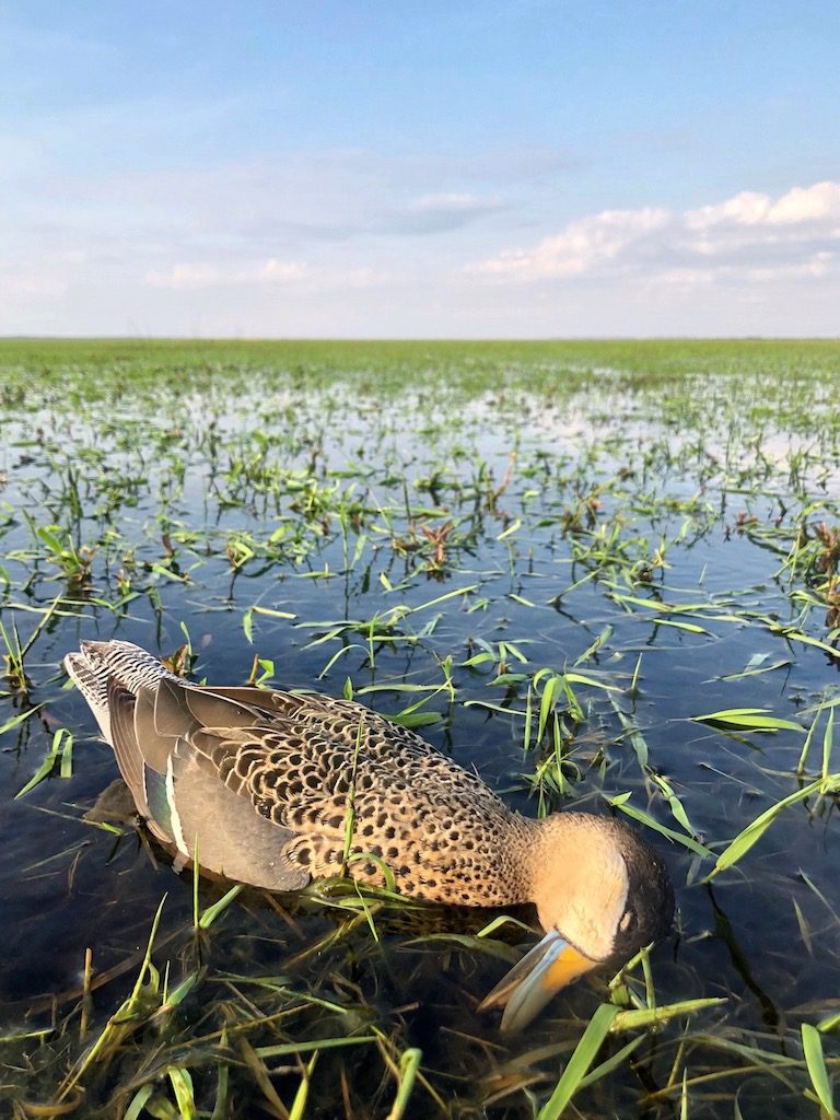 Getducks.com RIO SALADO ARGENTINA DUCK HUNT