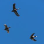Getducks.com RIO SALADO ARGENTINA DUCK HUNT