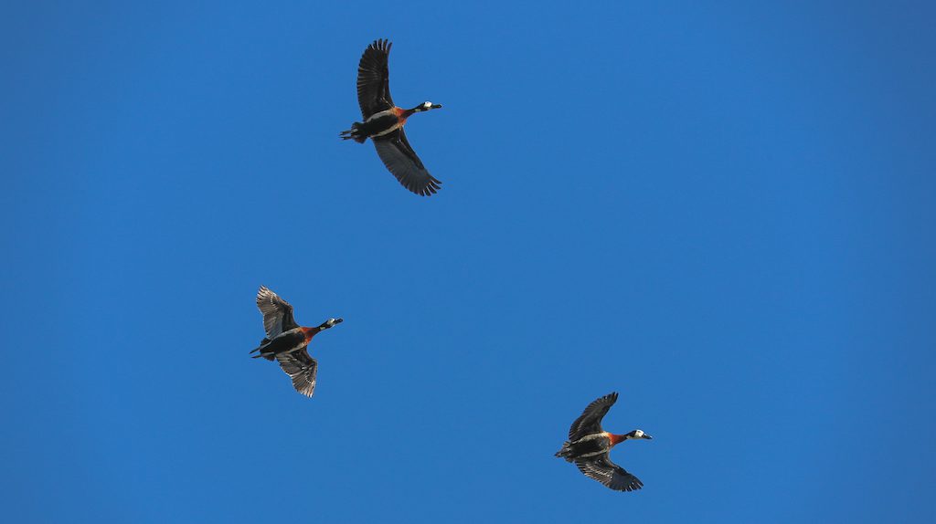 Getducks.com RIO SALADO ARGENTINA DUCK HUNT