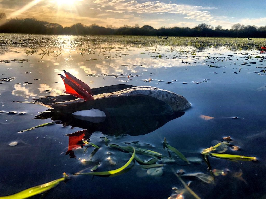 Getducks.com RIO SALADO ARGENTINA DUCK HUNT