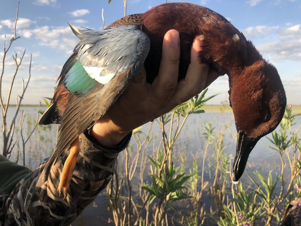 Getducks.com RIO SALADO ARGENTINA DUCK HUNT