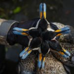 Getducks.com RIO SALADO DUCK HUNTING ARGENTINA