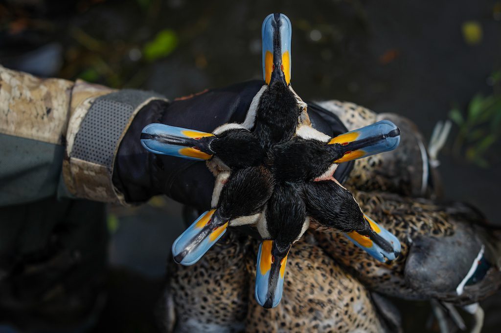 Getducks.com RIO SALADO DUCK HUNTING ARGENTINA