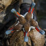 white-cheeked pintail