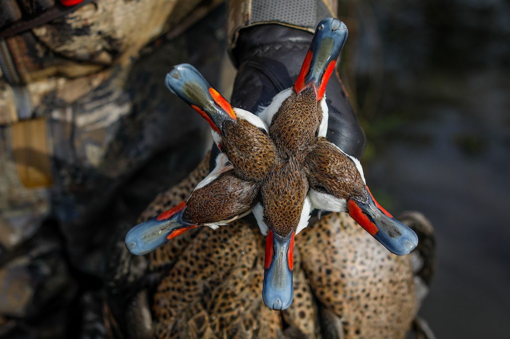 white-cheeked pintail