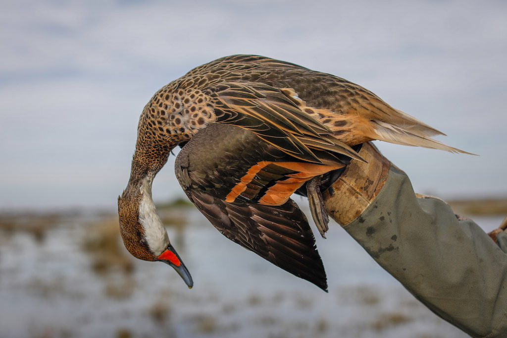 Getducks.com RIO SALADO DUCK HUNTING ARGENTINA