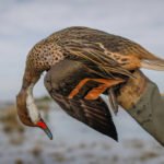 Getducks.com RIO SALADO DUCK HUNTING ARGENTINA