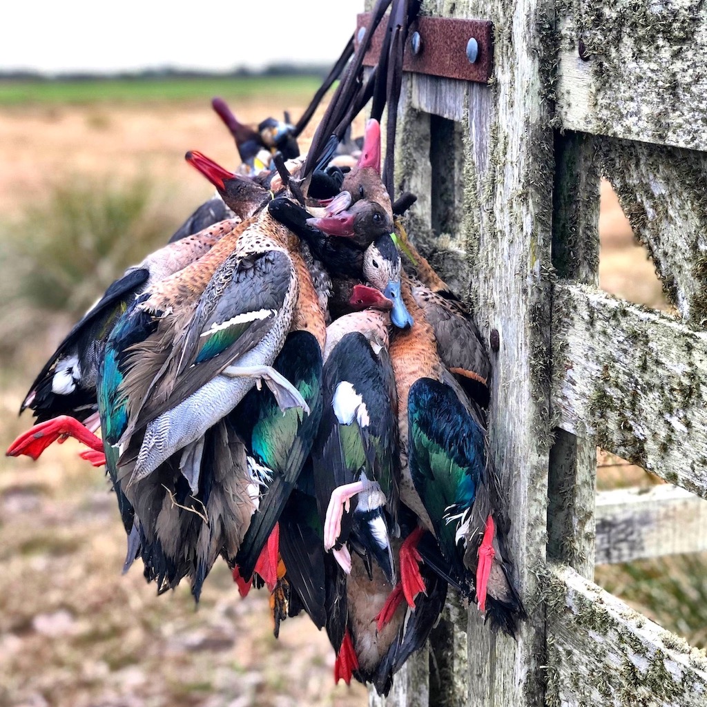 RIO SALADO DUCK HUNT ARGENTINA