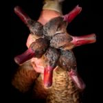 Getducks.com RIO SALADO DUCK HUNT ARGENTINA