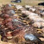 Mazatlan Mexico Duck Hunt