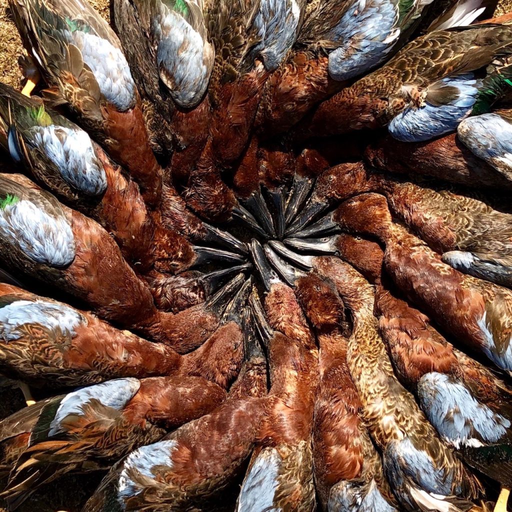 Mazatlan Mexico Duck Hunting | Mexico Honeymoon Duck Hunt